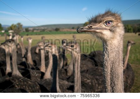 Ostrich heads