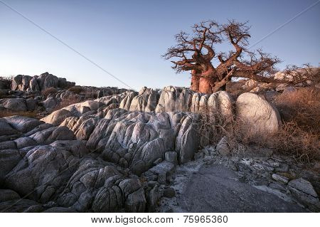 Kubu Island Baobab
