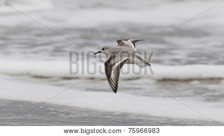 Sanderling On The Shore