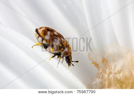Bug On Petals