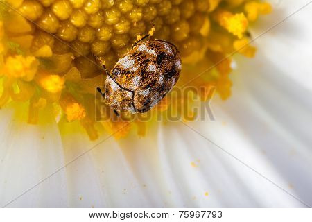 Bugged Daisy