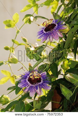 Purple Haze Passifloras