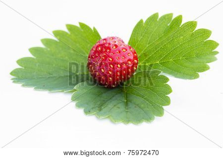 Strawberries with leaves