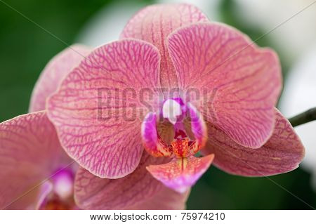 Beautiful Purple Orchid - Phalaenopsis.