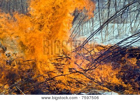 Plamen Brushfire