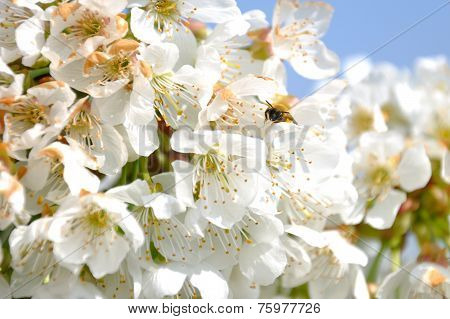 bumblebee among the flowers of a cherry tree