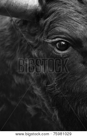 Fighting Bull Head Detail In Black And White