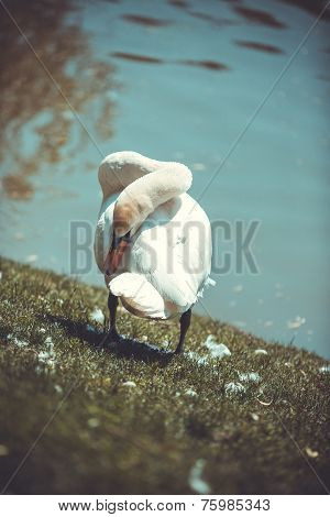 Swan