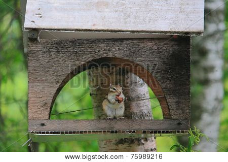 Eurasian red squirrel in forest reserve Krasnoyarsk pillars