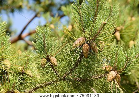 Unripe Pine Cone On A Brach