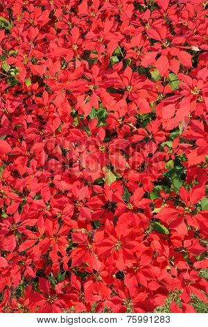 Poinsettia Flowers