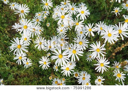 Chrysanthemum Zawadskii Flowers