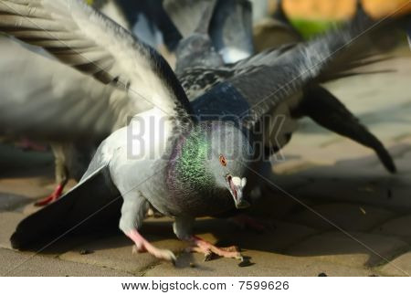 種鳩をキャッチ