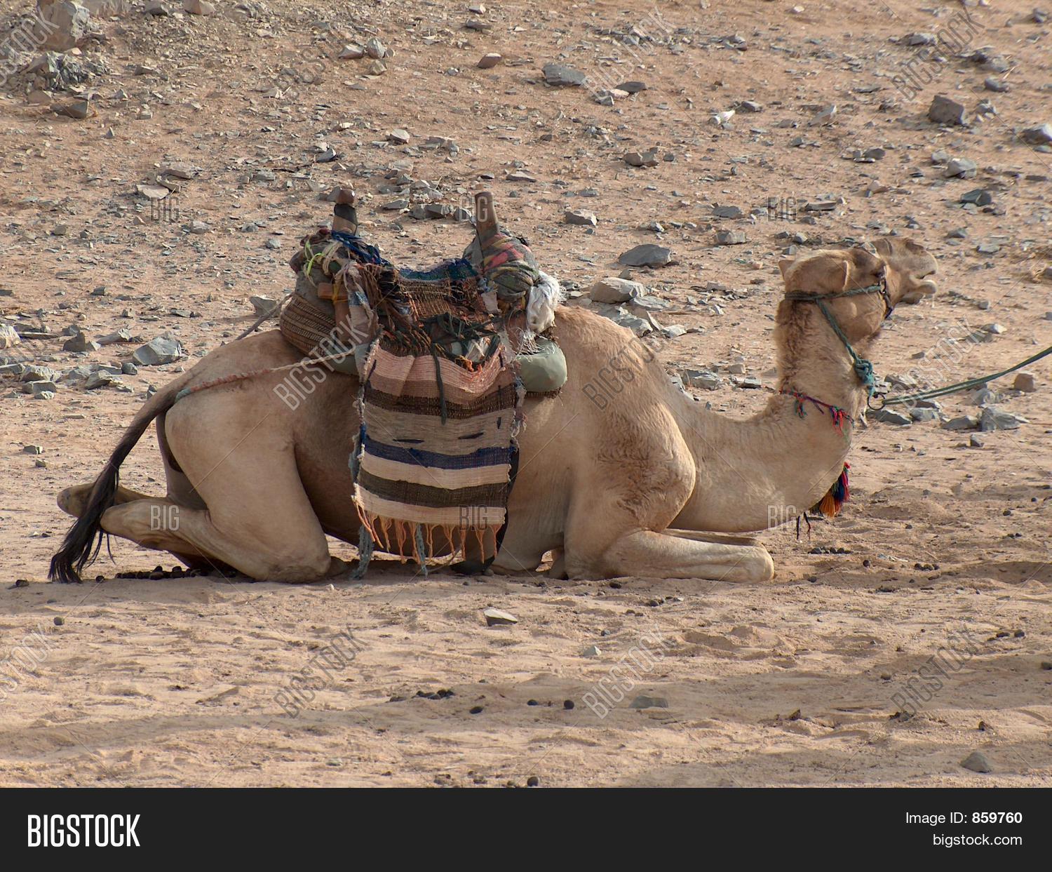 Saddled Lying Camel Image & Photo (Free Trial) Bigstock
