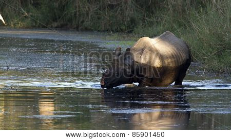 Greater One-horned Rhinoceros In Nepal
