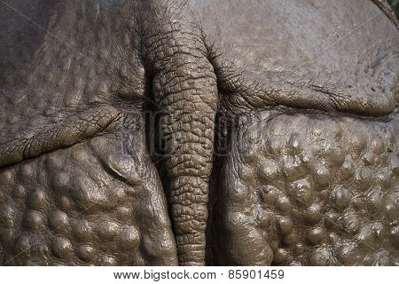Greater One-horned Rhinoceros, detail on its back, Bardia, Nepal