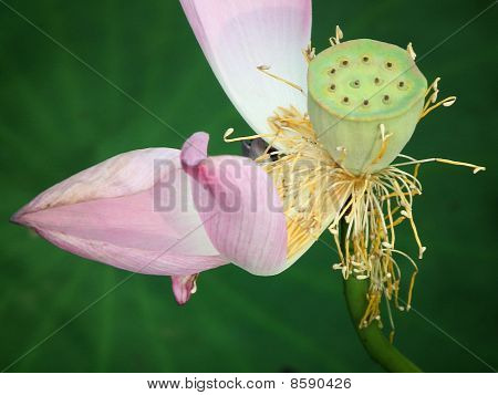 Lotus