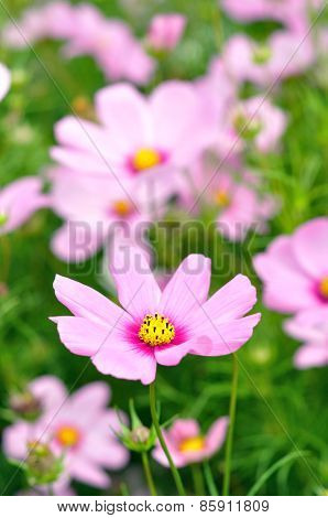 Pink Cosmos Flower