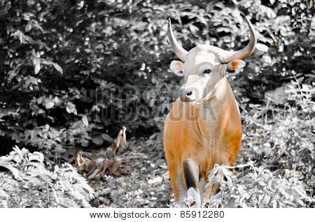 Male Banteng