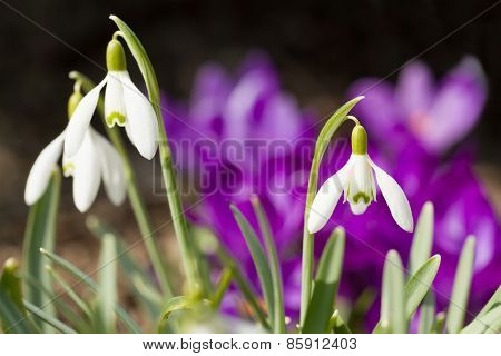 Snowdrop Bloom In Springtime