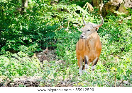Male Banteng