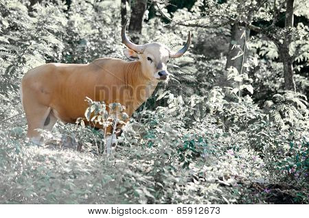 Male Banteng