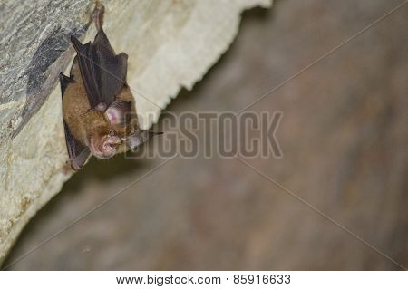 Bat Is Mammal And Call 