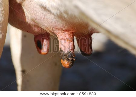 Tehén Utters