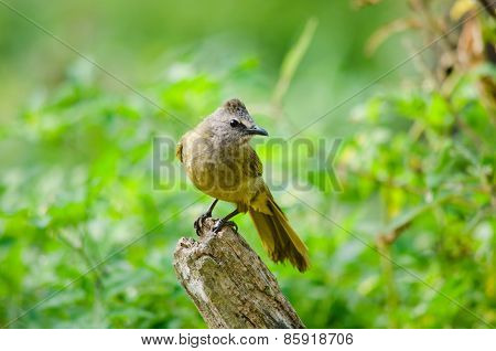 White Throated Bulbul