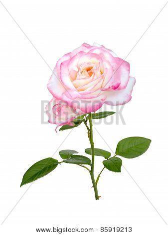 Pink Rose