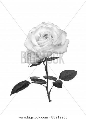 Delicate Uncolored Rose