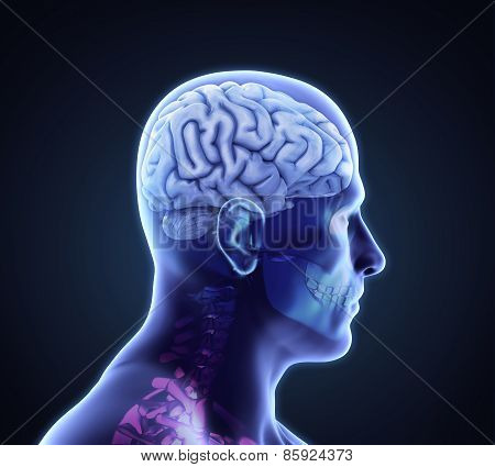 Human Brain Anatomy
