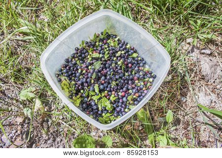 Uncleaned Blueberrys