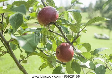 Apple Tree