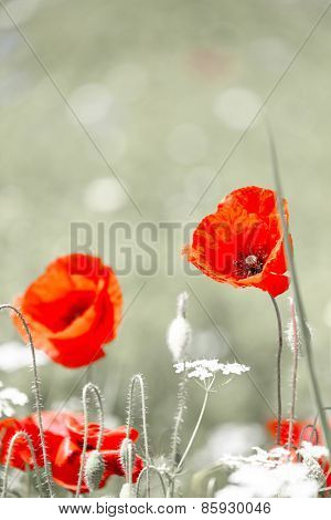 Wild red poppy