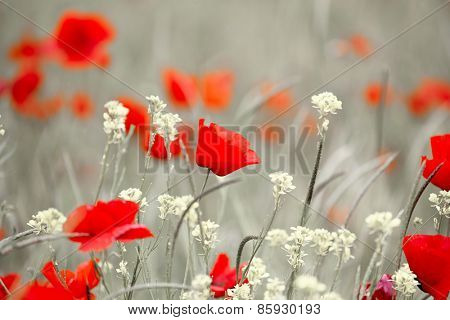 Wild red poppy