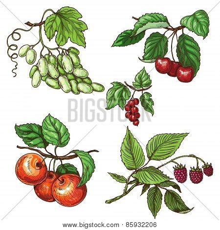 Fruit Set