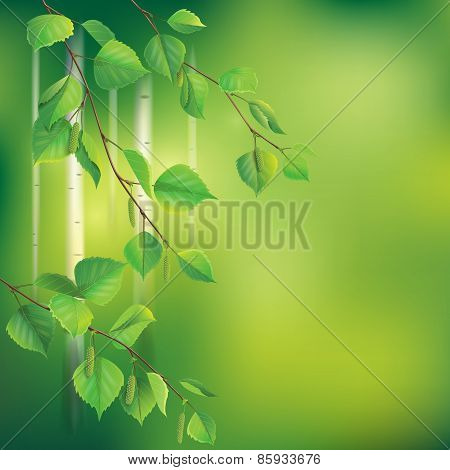 Birch Branches