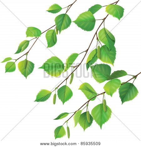 Birch Branches