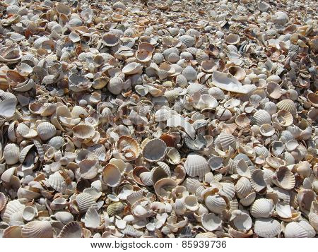 shells