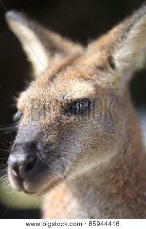Australian Wallaby