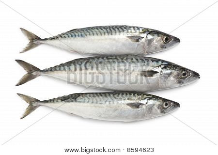 Tuoretta makrillia kaloja