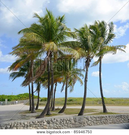Tropical Beach, Miami Beach