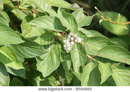 布什的白色莓果
