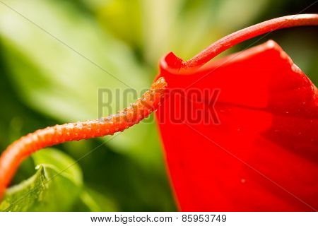 red macro