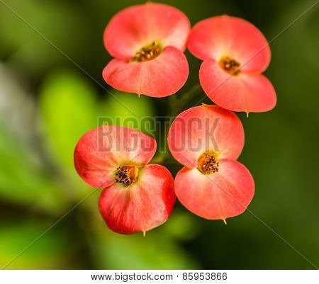 red macro