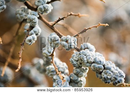 Macro tree