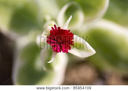 Macro
