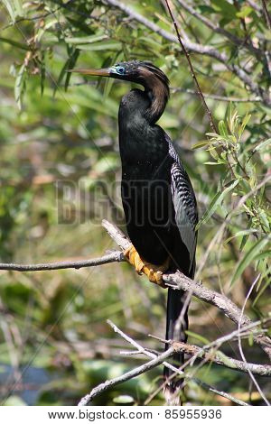anhinga