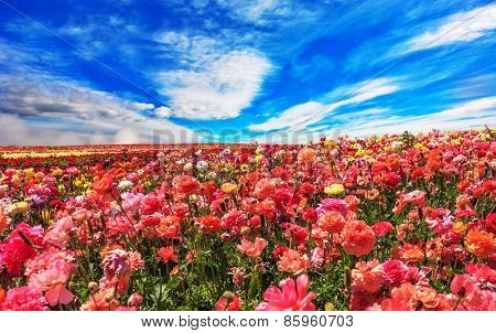 Picturesque field of the blossoming buttercups - ranunculus. Flowers are grown for export in the Nordic countries. Spring flowering garden large buttercups- ranunculus